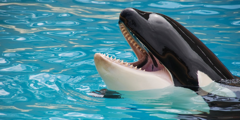 orca-assassina1