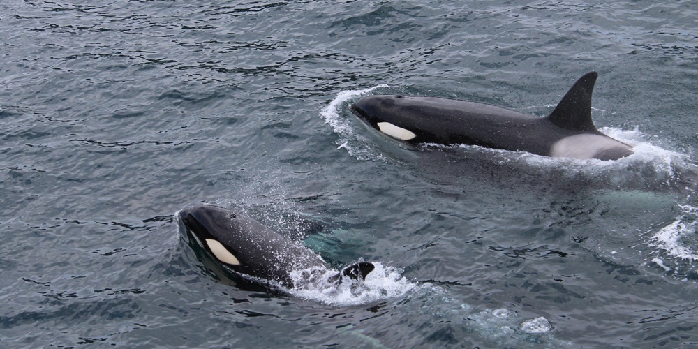orca-assassina2