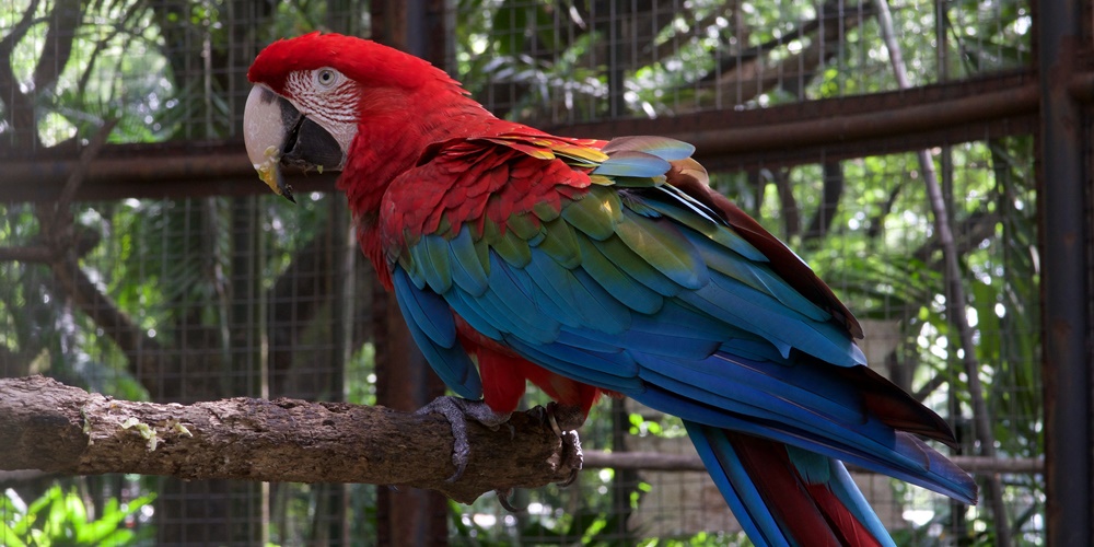 parrot1